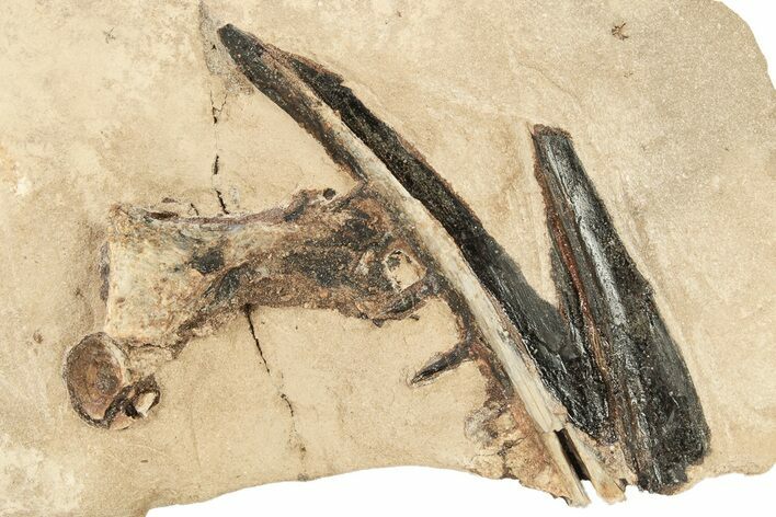 Fossil Fish Bones and Jaws in Rock - Asfla, Morocco #270939